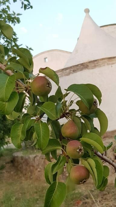 Podere Del Gelso Bianco, Vacation Rental Ostuni Extérieur photo
